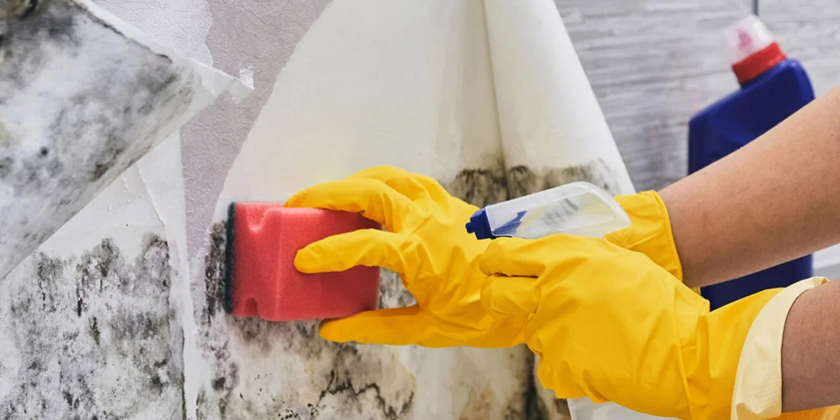 mold remediation